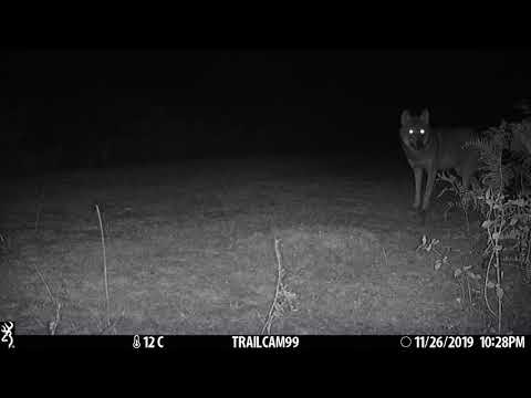 Grey wolf (Canis lupus) / რუხი მგელი